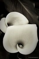 Whispering Fragrance